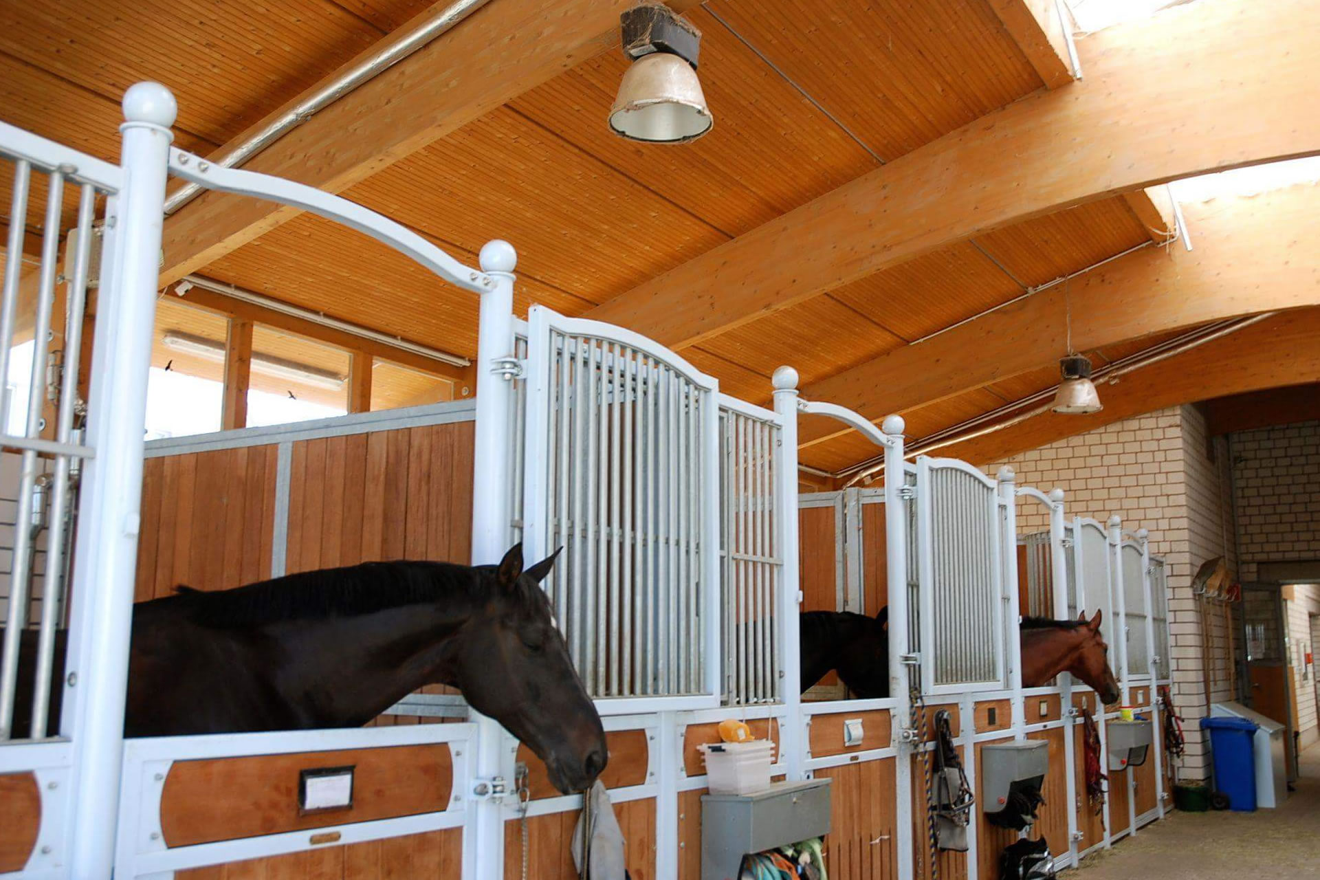 boxen-mit-pferden-1920x1280-2237-4-1